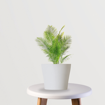 Pygmy Date Palm plant